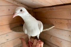 Feral Pigeon Bianca
