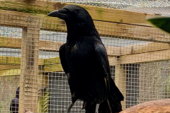 Carrion Crow Amor