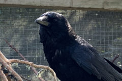 Carrion Crow Colin