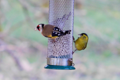 Goldfinch and siskin