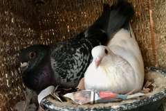 Feral pigeons Julius and  Bianca