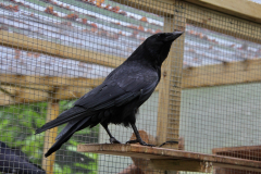 Carrion crow Pepper
