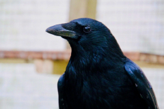 Carrion crow Colin