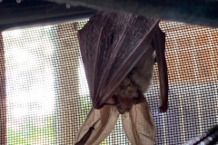 Long-eared-brown-bat-Bobbie