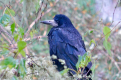 Adult Rook Visitor