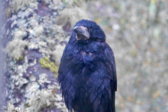 Adult Rook Visitor