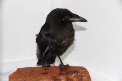 Carrion Crow Meryl