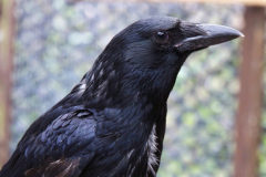 Carrion Crow Pepper