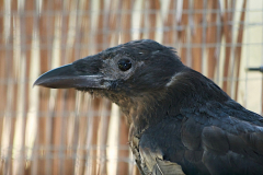 Carrion Crow Alfons