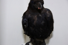 Carrion Crow Harper