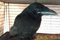 Carrion Crow Merilyn