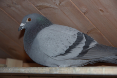 Feral Pigeon Ambros