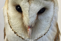 Barn owl Albus
