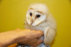 Barn owl Xavier