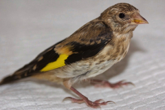 Goldfinch Little Prince