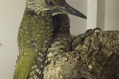 Green woodpecker Aldous