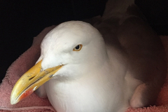 Herring gull Amelia